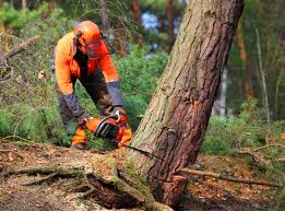 Best Tree Risk Assessment  in Schriever, LA